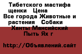  Тибетского мастифа щенки › Цена ­ 10 000 - Все города Животные и растения » Собаки   . Ханты-Мансийский,Пыть-Ях г.